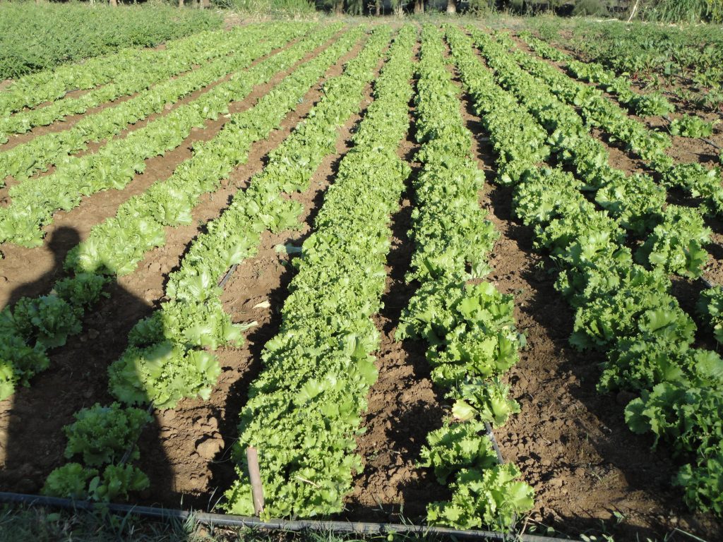 Agriculture and Agro-Bussiness Activites