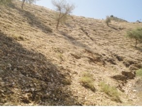 Water shade Management and Environmental protection